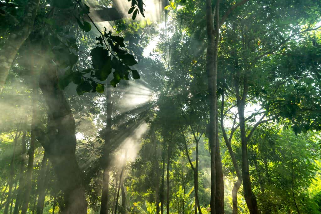 Sonnenstrahlen dringen durch Baumkronen im Wald.